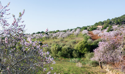 Almond trees blooming in Mallorca. Country landscape. 