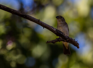 Lined Seedeater on a branch