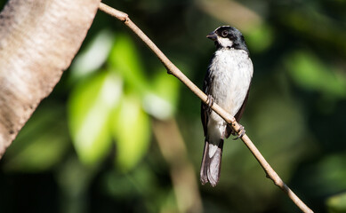 seed eater  on branch