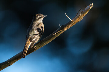 Variegated Flycatcher on branch