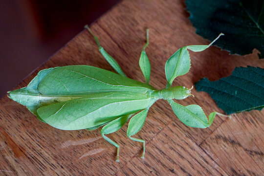 a large adult female green walking leaf from abov, Latin Phyllium Phylliidae