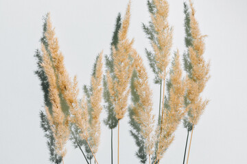 Pampas grass over pastel blue background with trendy shadow and sunlight.