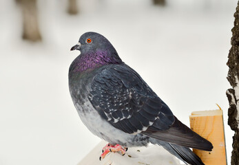 Grey pigeon in profile. Urban bird close-up with bright orange eye
