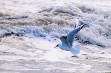 Möwe kämpft sich gegen den Wind an der Ostseeküste