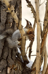 Squirrel in the branches in winter. A forest animal with gray winter fur holds a cedar cone in its mouth