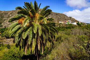 Fototapeta na wymiar Palm tree native to the island of Gran Canaria, in typical island terrain and houses on the mountainside. Spain