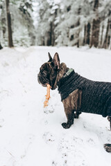 Portrait of a funny happy French bulldog dog with a wooden stick in his mouth outdoors in winter in the park.The concept of training and education of the dog.Vertical orientation