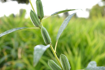 sesame pods on the plant