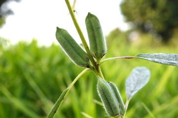 sesame pods on the plant