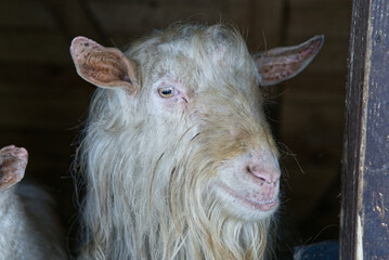 Close up portrait of sad upset goat at the farm