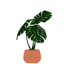 monstera plant in a pot