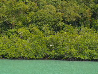 Mangrove forest on the sea