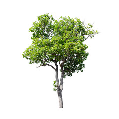 Isolated tree on white background.