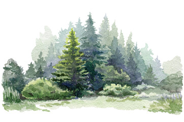 Fir tree forest watercolor image. Hand drawn relistic lush pine illustration. Green forest plant background. Christmas tree and bushes on white background. Evergreen natural spruce trees and bushes. © anitapol