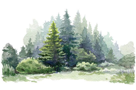 PNG image of green forest, watercolor tree illustration with woodland pine  trees and mountain landscape on transparent background, Generative AI Stock  Illustration