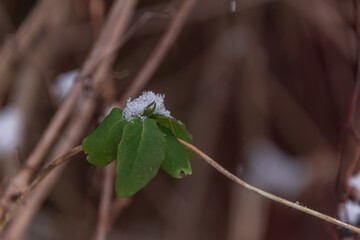 Green leaves in the winter cold