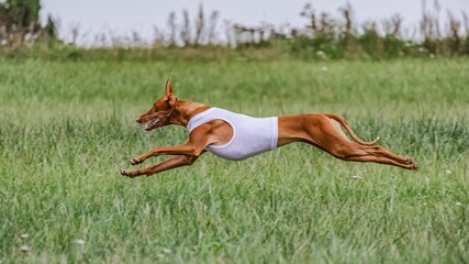 Cirneco dog in white shirt running in the field on lure coursing competition