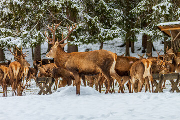 Deer at the feeding station, wild feeding in winter, Germany.