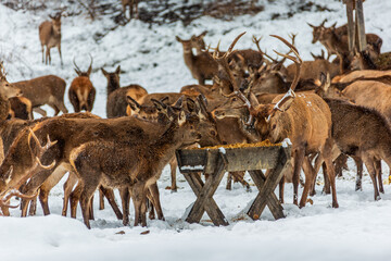 Deer at the feeding station, wild feeding in winter, Germany. © Bernhard