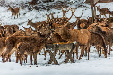 Deer at the feeding station, wild feeding in winter, Germany.