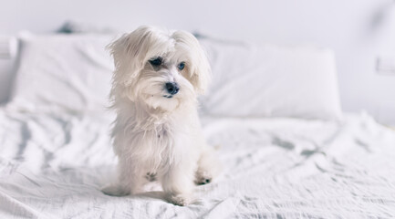 Adorable white dog at bed.