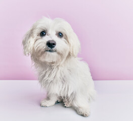Adorable dog over isolated pink background.