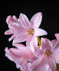 Fototapeta na wymiar Hyacinth