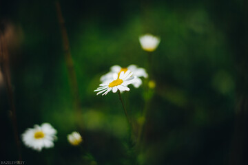 daisy flower