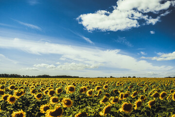 field of sunflowers