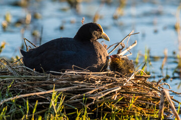 White winged Coot in her nest with chicks, La Pampa, Argentina