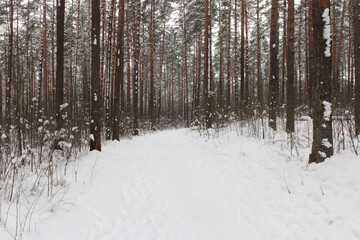 very beautiful, wild landscape in a snowy forest
