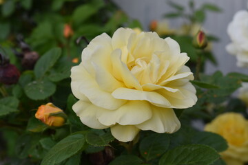 Rose de printemps (2)