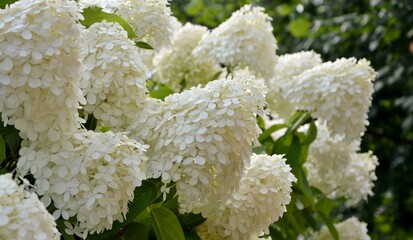 Luxurious huge white and cream-colored  hydrangea paniculata Limelight in the garden close-up. - obrazy, fototapety, plakaty