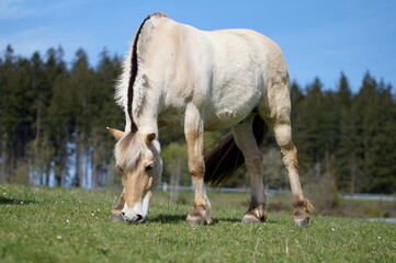 Norwegian fjord horse grazing on meadow, low angle view with blue sky in background