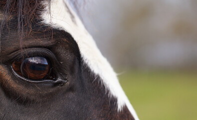 side view closeup of horse eye, dark brown horse with white blaze 