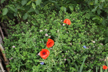 Kwiaty na Podwórku © Grzegorz