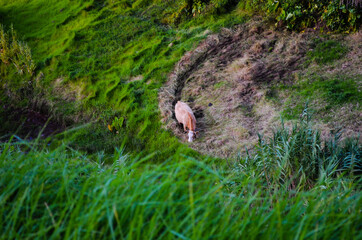 Grazing pasture