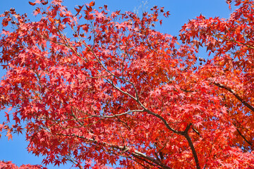 京都　青空に映える天龍寺の美しい紅葉と赤いモミジ（京都府京都市）Kyoto: Beautiful autumn leaves and red maple trees at Tenryuji temple against the blue sky (Kyoto City, Kyoto Prefecture, Japan)