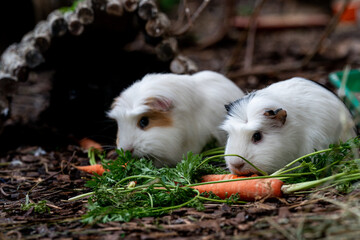 Meerschweinchen fressen Karotten