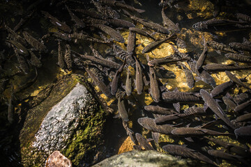 
Herds of fish swim in the clear stream.