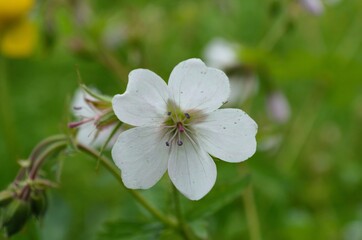 white flower in the forest
