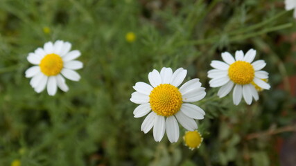 Tree Beautiful Daisies