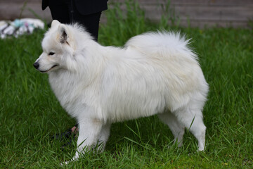 Samoyed dog (Samoyed, Samoyed husky, Samoyed Spitz, sammi)