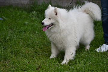 Samoyed dog (Samoyed, Samoyed husky, Samoyed Spitz, sammi)