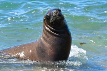Fototapeta premium Female Sea Lion, Peninsula Valdes, Patagonia, Argentina