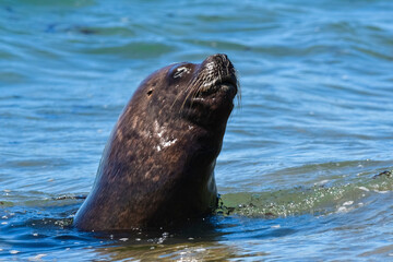 Female Sea Lion, Peninsula Valdes, Patagonia, Argentina