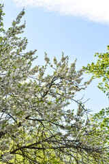 dawn in the spring flowering garden