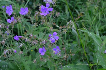 flowers in the meadow