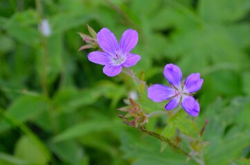 flower in the garden