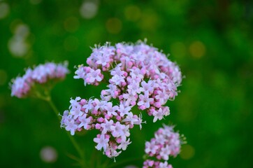 close up of a flower